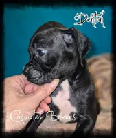 Denton , a male Boxer for sale in Manistique, MI – 2 of 3