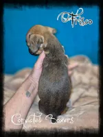 Frisco , a male Boxer for sale in Manistique, MI – 2 of 2