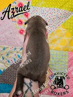 Azrael, a male Boxer for sale in Manistique, MI – 2 of 2
