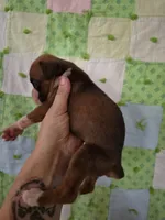 Desdemona, a female Boxer for sale in Manistique, MI – 3 of 5