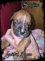 Seraphina, a female Boxer for sale in Manistique, MI – 5 of 6