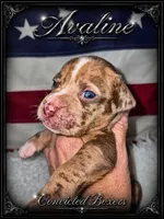 Aveline, a female Boxer for sale in Manistique, MI – 2 of 8