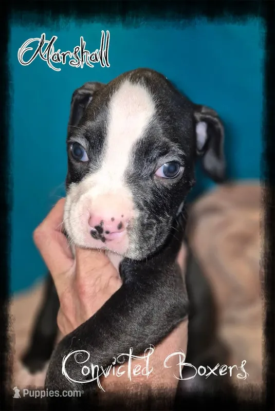 Marshall  – Boxer puppy for sale in Manistique, MI