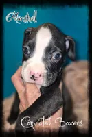 Marshall , a male Boxer for sale in Manistique, MI – 1 of 2