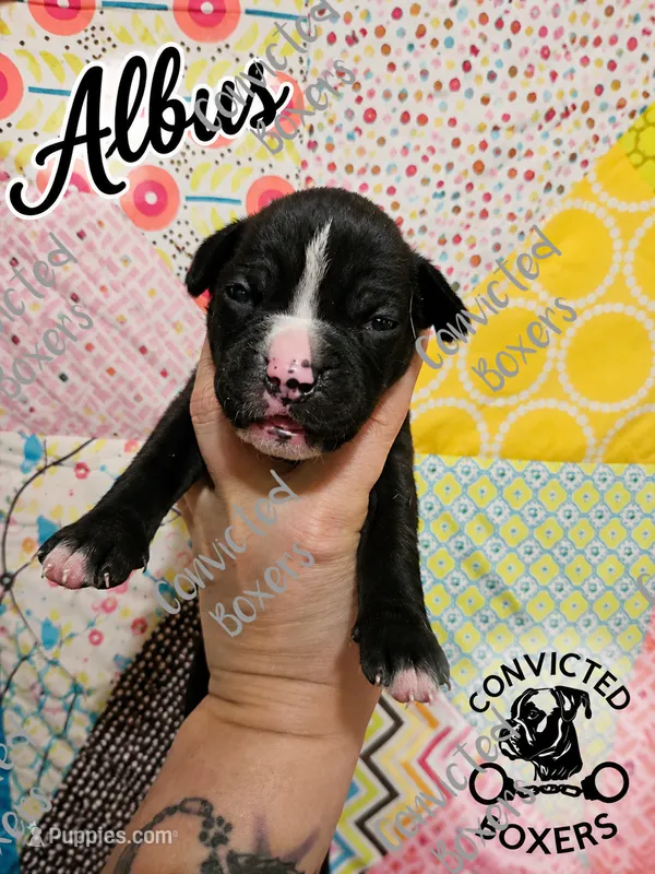 Albus – Boxer puppy for sale in Manistique, MI
