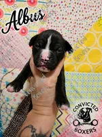 Albus, a male Boxer for sale in Manistique, MI – 1 of 2