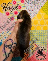 Hazel, a female Boxer for sale in Manistique, MI – 2 of 2