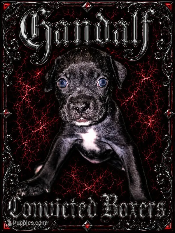Gandalf  – Boxer puppy for sale in Manistique, MI