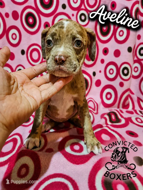 Aveline – Boxer puppy for sale in Manistique, MI