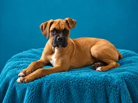 Frisco , a male Boxer for sale in Manistique, MI – 6 of 8