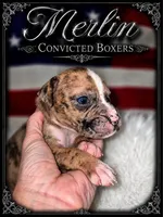 Merlin , a male Boxer for sale in Manistique, MI – 5 of 9