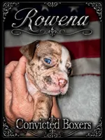 Rowena , a female Boxer for sale in Manistique, MI – 6 of 7