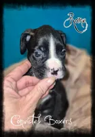 Rome, a male Boxer for sale in Manistique, MI – 1 of 2