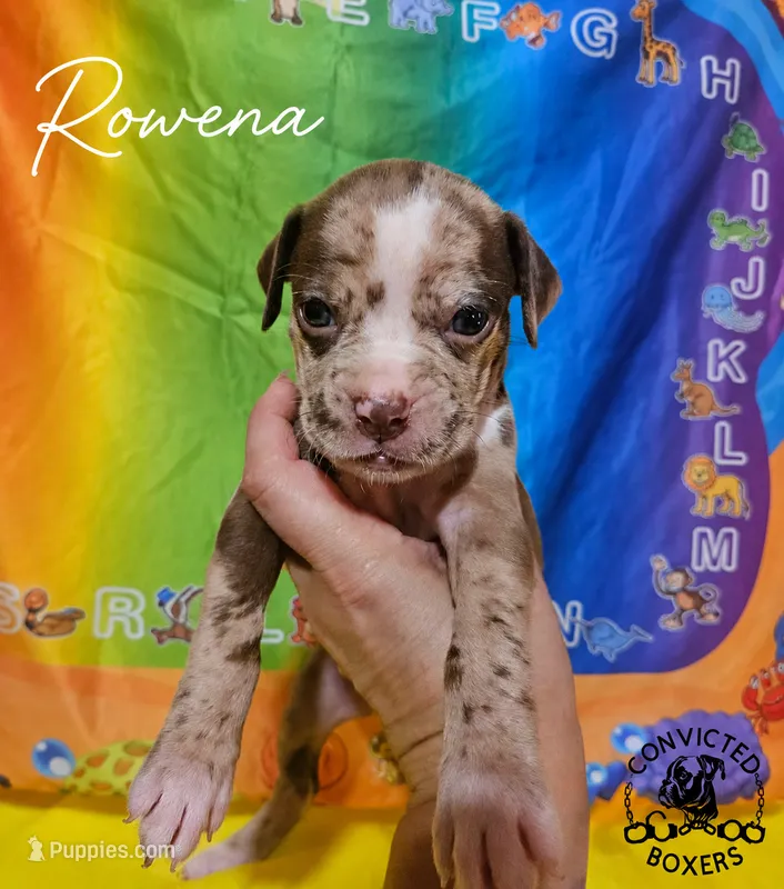 Rowena  – Boxer puppy for sale in Manistique, MI