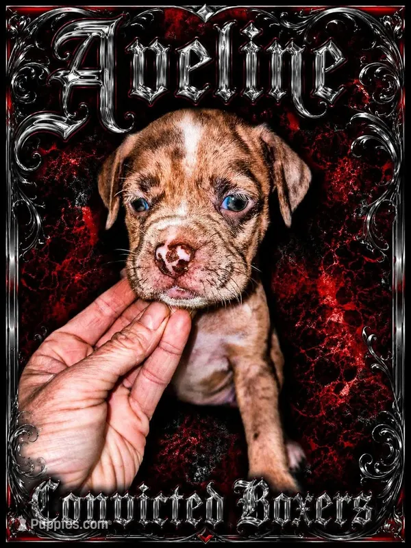 Aveline – Boxer puppy for sale in Manistique, MI
