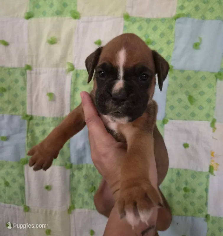 Morgana – Boxer puppy for sale in Manistique, MI