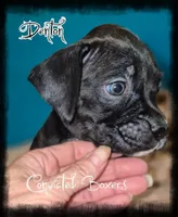 Denton , a male Boxer for sale in Manistique, MI – 3 of 3