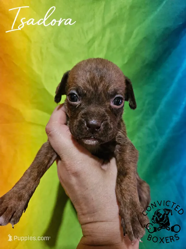 Isadora – Boxer puppy on hold in Manistique, MI