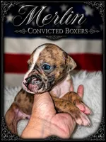 Merlin , a male Boxer for sale in Manistique, MI – 2 of 9