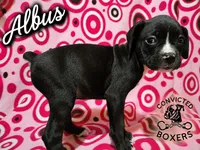 Albus, a male Boxer for sale in Manistique, MI – 3 of 6