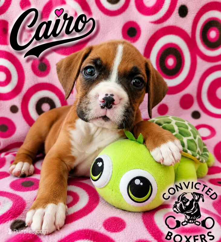 Cairo  – Boxer puppy for sale in Manistique, MI