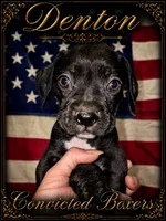Denton , a male Boxer for sale in Manistique, MI – 5 of 8