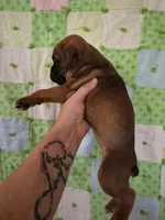 Morgana, a female Boxer for sale in Manistique, MI – 2 of 5