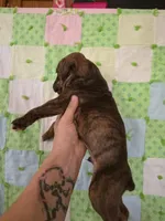 Lazarus , a male Boxer for sale in Manistique, MI – 2 of 5