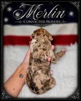 Merlin , a male Boxer for sale in Manistique, MI – 7 of 9