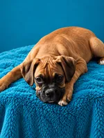 Frisco , a male Boxer for sale in Manistique, MI – 7 of 8
