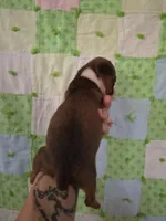 Desdemona, a female Boxer for sale in Manistique, MI – 5 of 5