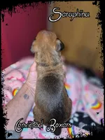 Seraphina, a female Boxer for sale in Manistique, MI – 6 of 6