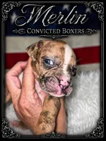 Merlin , a male Boxer for sale in Manistique, MI – 8 of 9