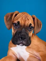 Frisco , a male Boxer for sale in Manistique, MI – 8 of 8