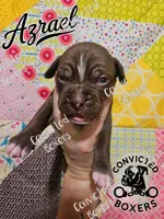 Azrael, a male Boxer for sale in Manistique, MI – 1 of 2