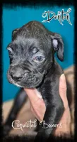 Denton , a male Boxer for sale in Manistique, MI – 1 of 3