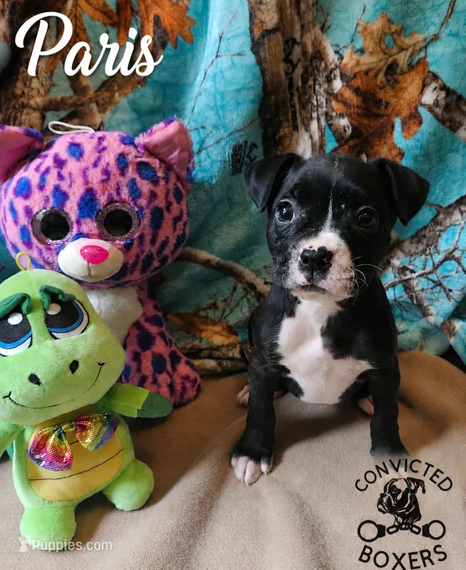 Paris  – Boxer puppy for sale in Manistique, MI