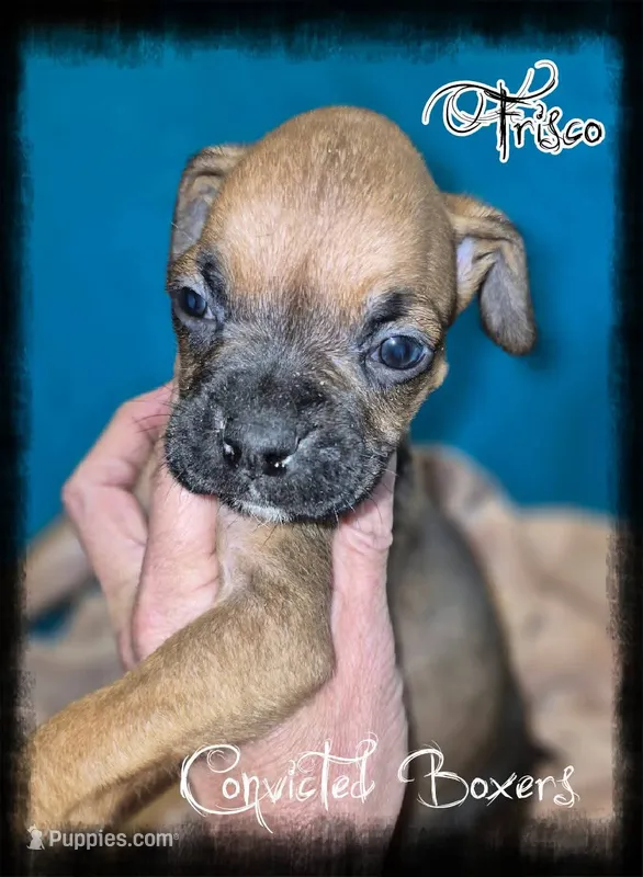 Frisco  – Boxer puppy for sale in Manistique, MI