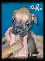 Frisco , a male Boxer for sale in Manistique, MI – 1 of 2