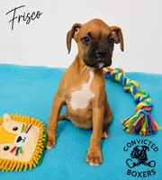 Frisco , a male Boxer for sale in Manistique, MI – 3 of 5