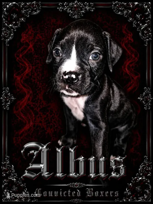 Albus – Boxer puppy for sale in Manistique, MI