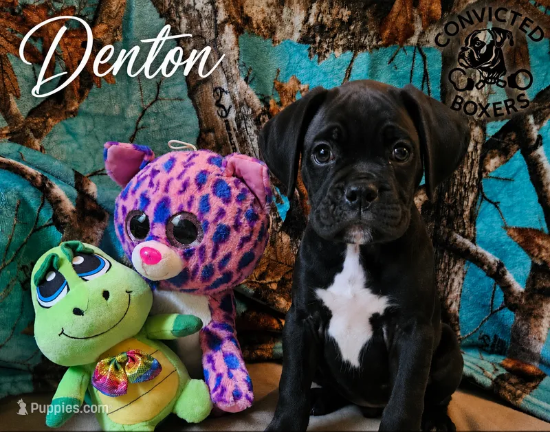 Denton  – Boxer puppy for sale in Manistique, MI