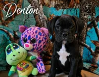 Denton , a male Boxer for sale in Manistique, MI – 1 of 6