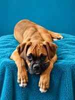 Frisco , a male Boxer for sale in Manistique, MI – 2 of 8