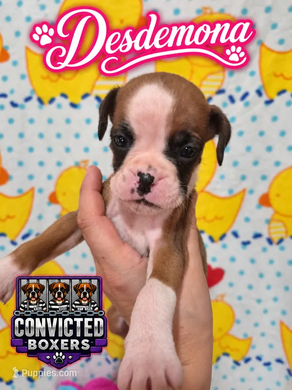 Desdemona – Boxer puppy for sale in Manistique, MI