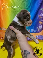 Rowena , a female Boxer for sale in Manistique, MI – 3 of 4