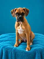 Frisco , a male Boxer for sale in Manistique, MI – 5 of 8