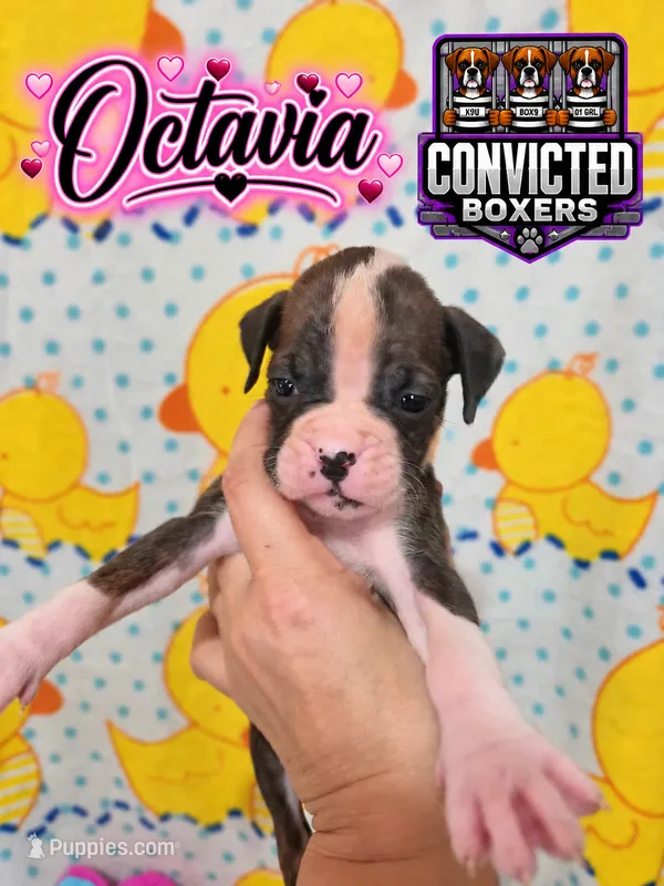 Octavia  – Boxer puppy for sale in Manistique, MI