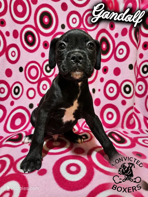 Gandalf  – Boxer puppy for sale in Manistique, MI