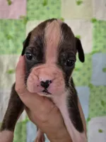Octavia , a female Boxer for sale in Manistique, MI – 4 of 5
